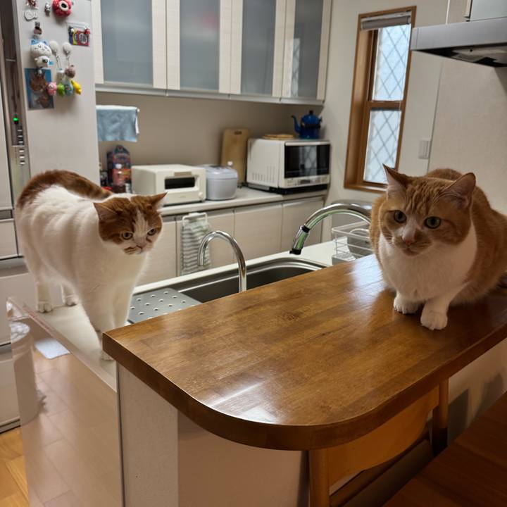 B5c00caf a24a 4b16 8322 51cb716441b5 1772420014371