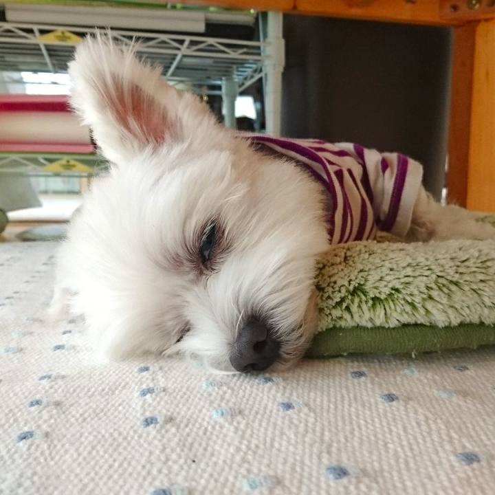 B5c081d0 2a5a 4d35 8f87 7b867e17ed1a 1512972188077