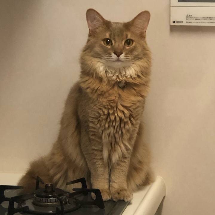 B5c3ca44 6646 4daa a26c 05795ee28cea 1586791030035