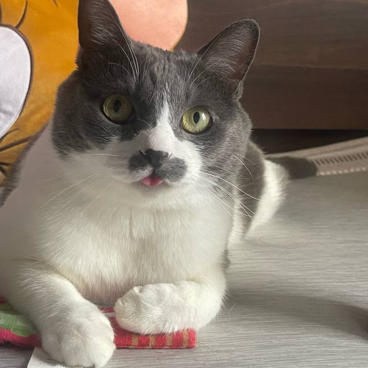 B5c72338 16de 434c 8504 92e61c38c24f 1754724316271