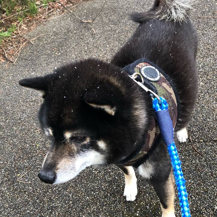 B5c9a770 5c86 4ae4 9ffd a95c8b193c88 1587637720287