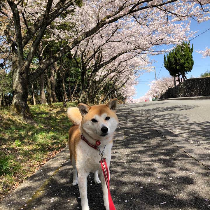 B5ca930a 5071 42ba afc2 0ed0461d7db7 1522378360898