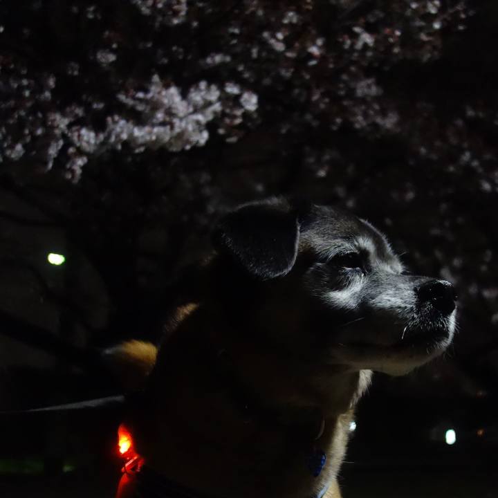 B5cb4b76 cfe7 47f9 bfbc 9eb5441687f0 1553857042898