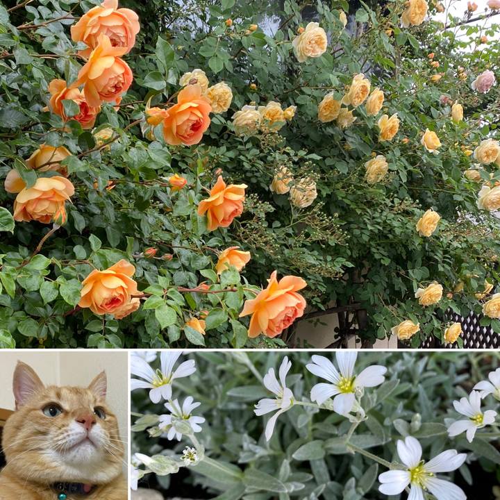 B5cbcf96 a299 44b0 8dbc 253fc23b997f 1622159651168