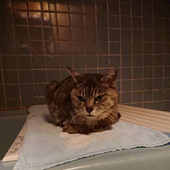 B5d278da 7780 443a b515 31670fff405b 1591093637507