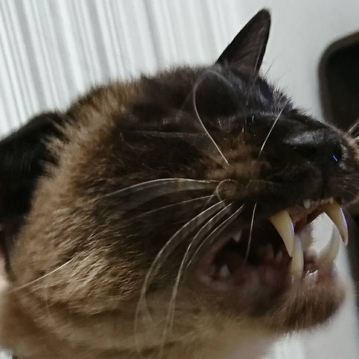 B5d4975a f06f 4c0d beb4 3dcc74a612d2 1521847185452