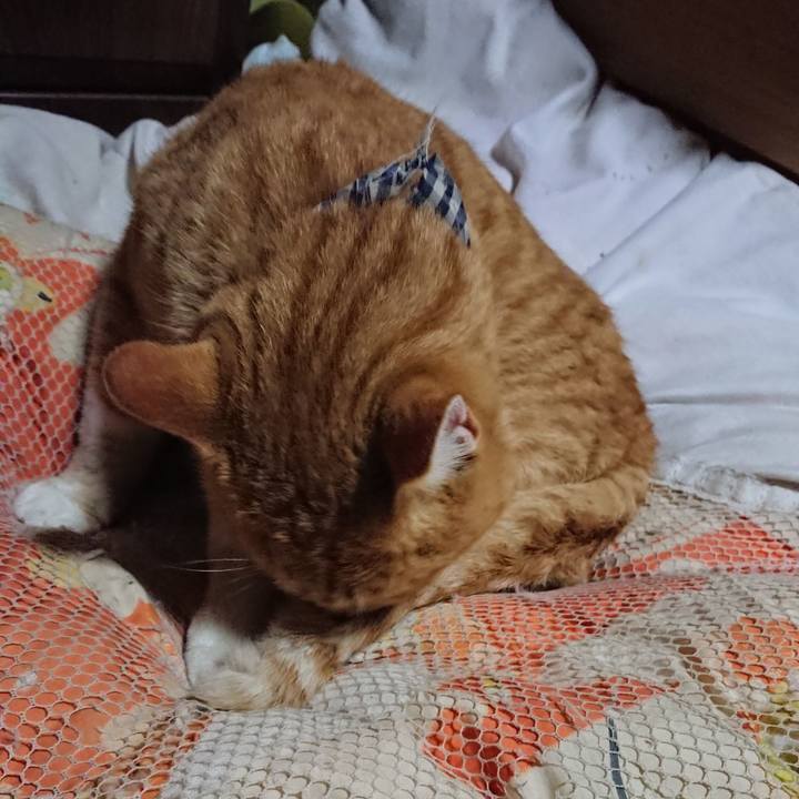 B5d4d9bf 50e8 4054 9297 f978bf0f32dc 1574597243890