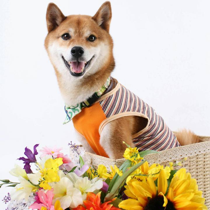 B5d6639e 29ac 44b5 a334 2ecc5591d680 1562682546915