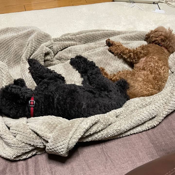 B5d804d7 9da4 42f8 a74d 28a9bff29a9a 1669554173562