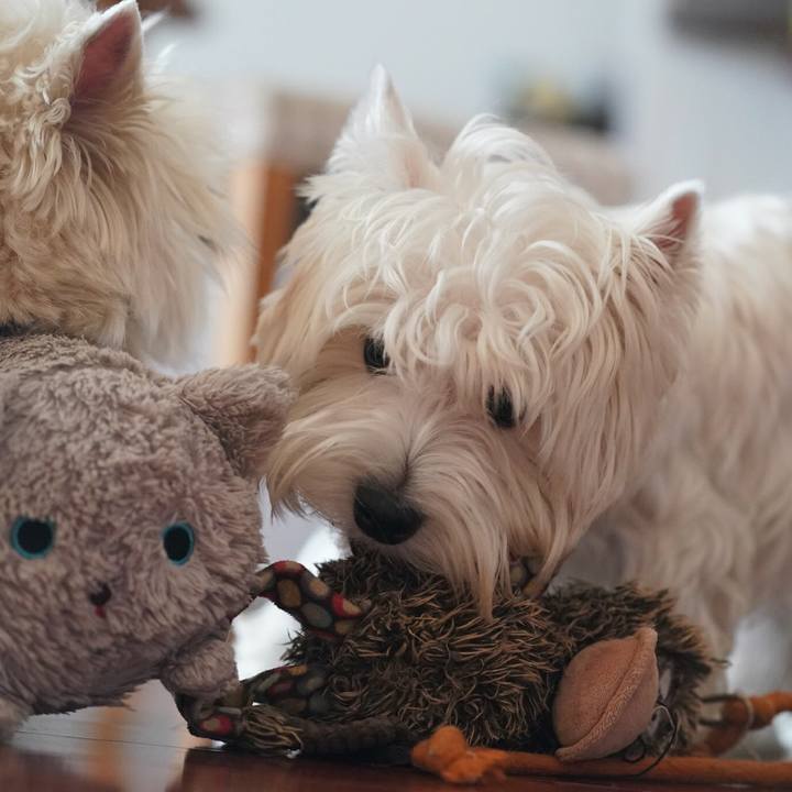 B5e87f36 6220 4287 aff6 52cb11977a29 1513693832061