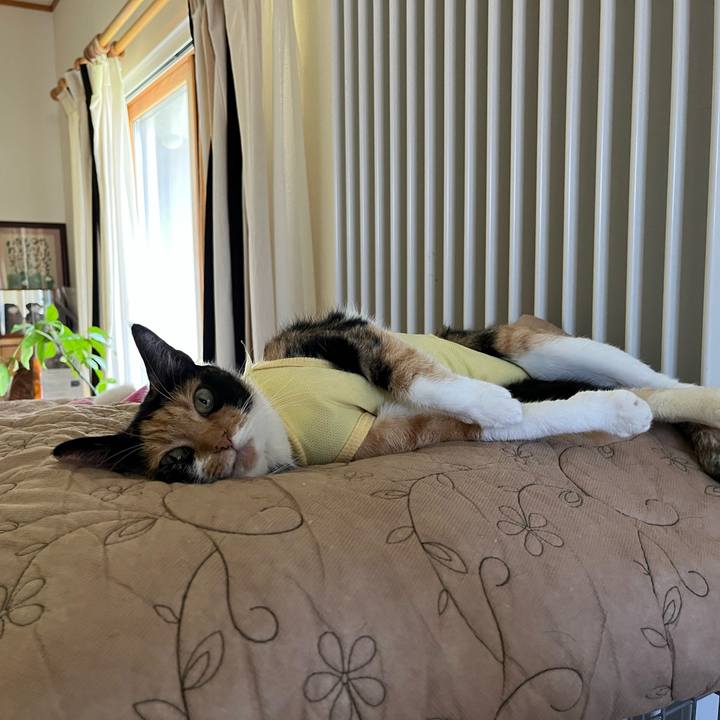 B5e88d06 1fea 4071 aba7 74e923ee6da7 1659315920801