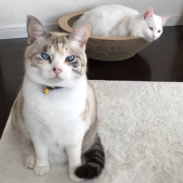 B5ea53e9 f8c3 497d 8125 a1d396452d1e 1544588006934