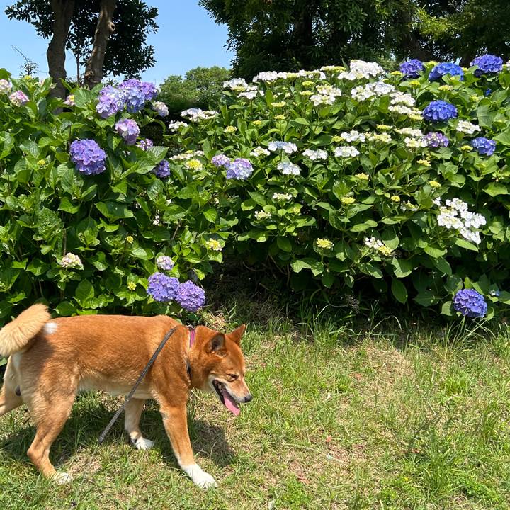 B5ea7f00 f9d3 4e38 b4ba b016451fd81e 1717297487015