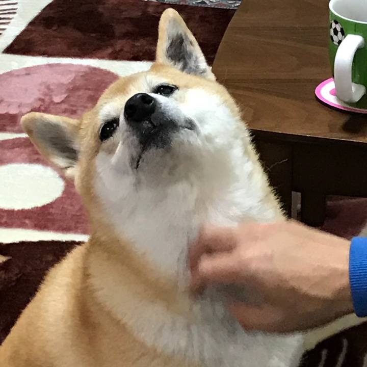 B5efc387 cacd 48b5 af92 ec24474428ab 1511241539271