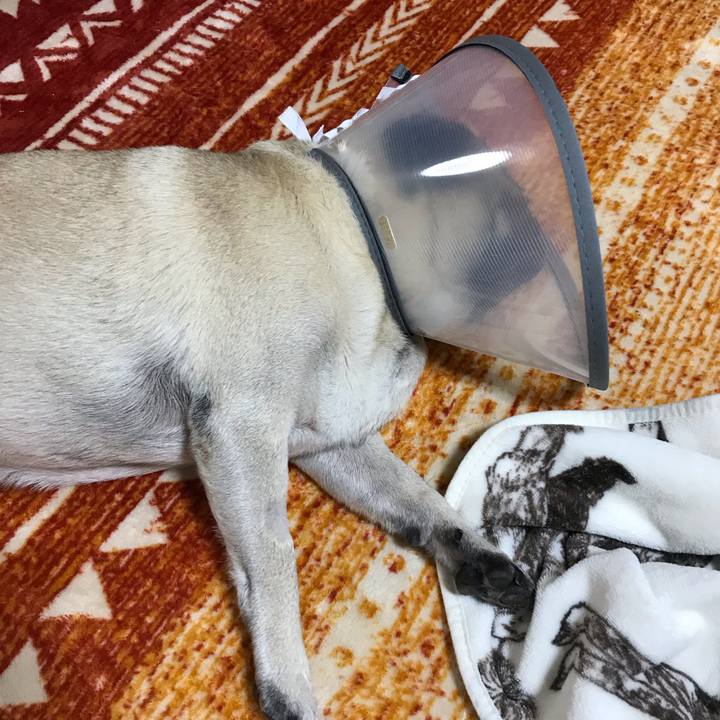 B5f0c320 fac5 4e3c 9011 c248303311b5 1603362190452