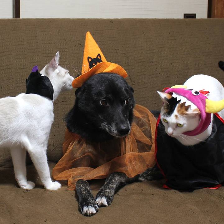 B5f5dfeb dfb9 4b35 b274 8b34066d9ce3 1605482128350