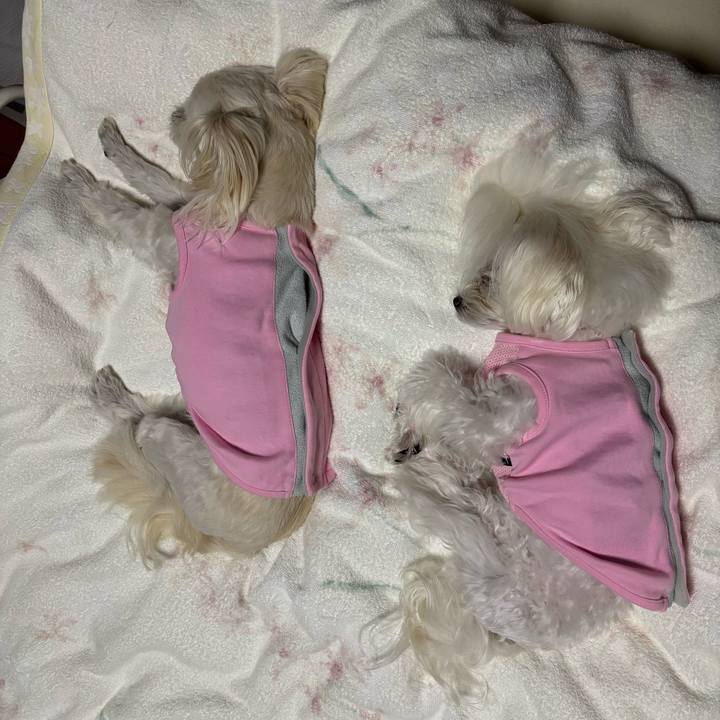 B5f62fc2 d9e3 4912 9708 a06ccb402ade 1760606412293