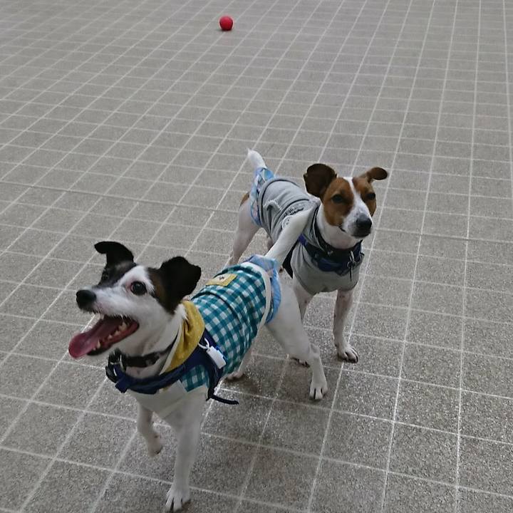 B5fb66d7 e66c 48bd aaff 5655dfb3e937 1535885864853