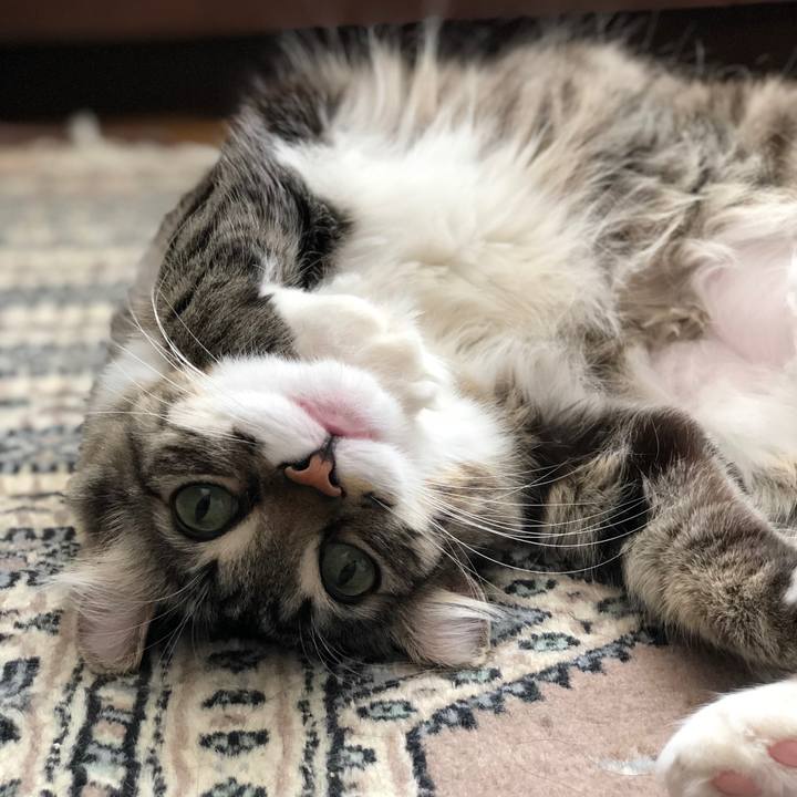 B5fe4f30 00c0 417d 9412 5c9235481bb4 1604935878152