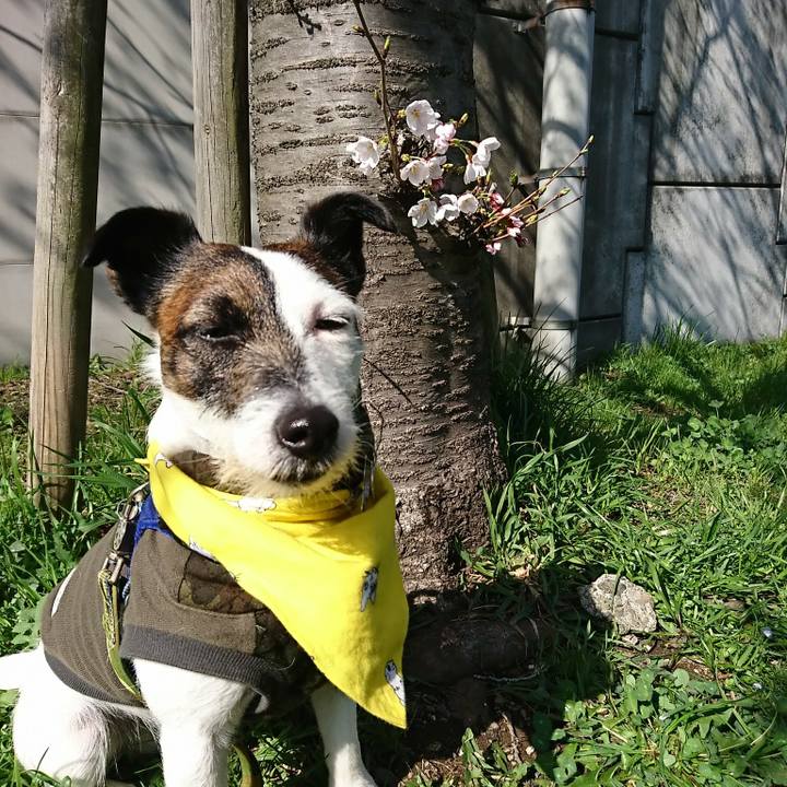 B5fe9e24 3633 4778 b5c8 459fb51c633f 1521853655450