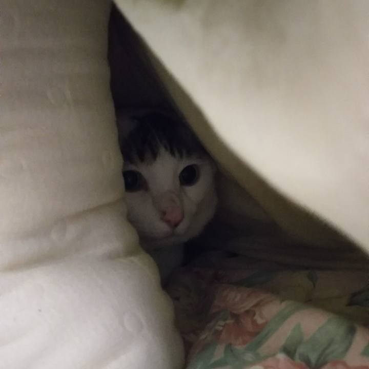 B6017b1d f4e4 4a79 8666 7478abb7c7ce 1514807803138