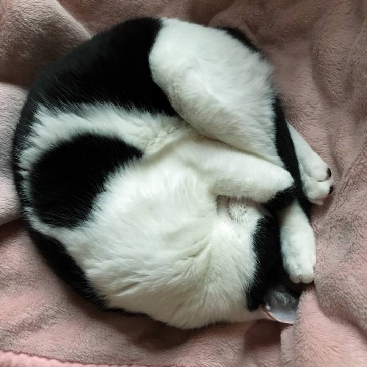 B6019c9e c12f 48c4 9728 4443cb8bdf8d 1510721565604