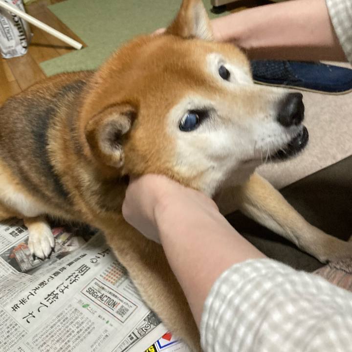 B603c958 1976 4697 95eb 3e379df87c72 1716638270147