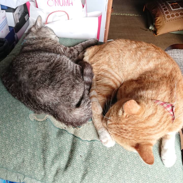 B60e1d04 6352 410c 8d9d 1b168b5145ea 1565937608467