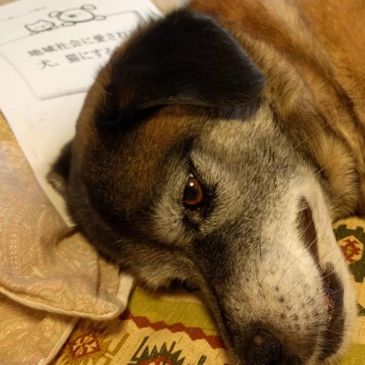 B618ffa9 7497 4b71 b7d0 22dcdcf7113e 1521967670159