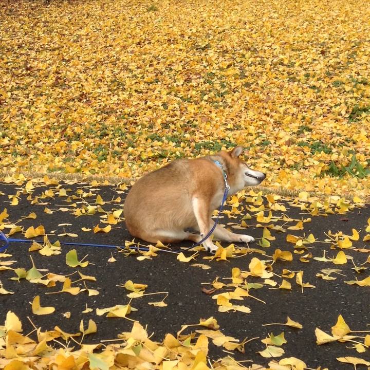 B61ab026 a378 4598 bd13 e8b270cdf725 1544677535801