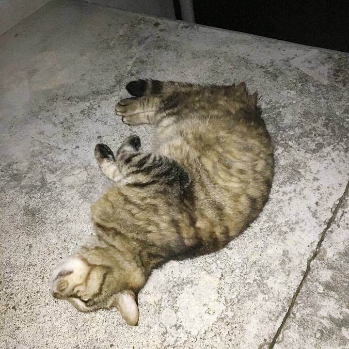 B61c8f74 b57f 494e b8b2 6673d158abda 1541936086610