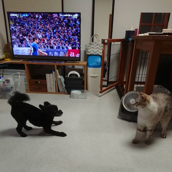 B61cf44d 00cf 4f52 95d5 2d8d95351c8b 1570704502048