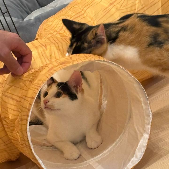 B61fac4c f733 4088 92e6 fceeb5a599c5 1760862534450