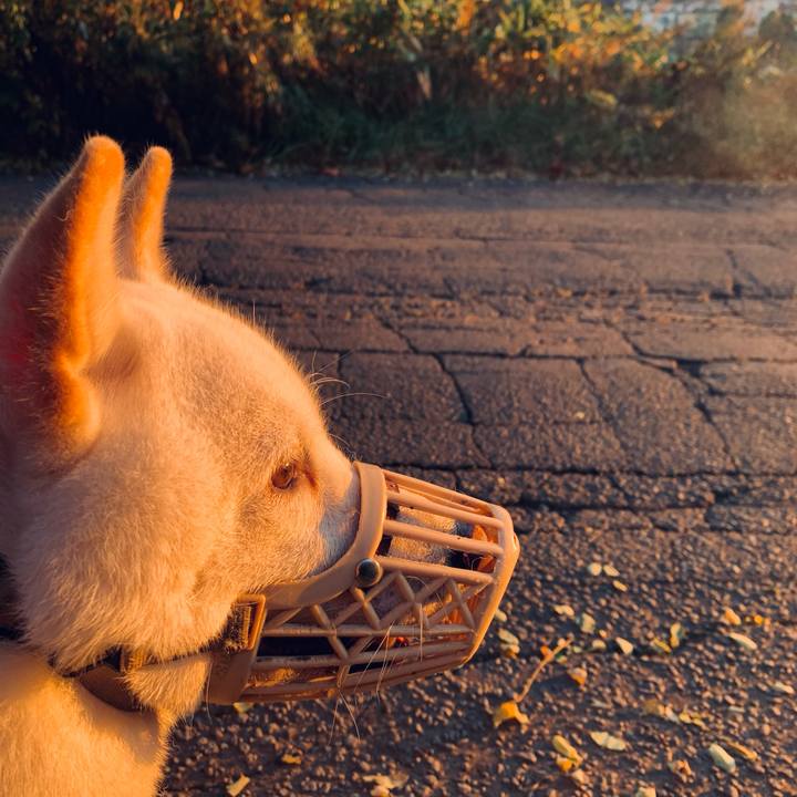 B6234244 d2e9 47a4 b544 340323b7ca5e 1603234535287