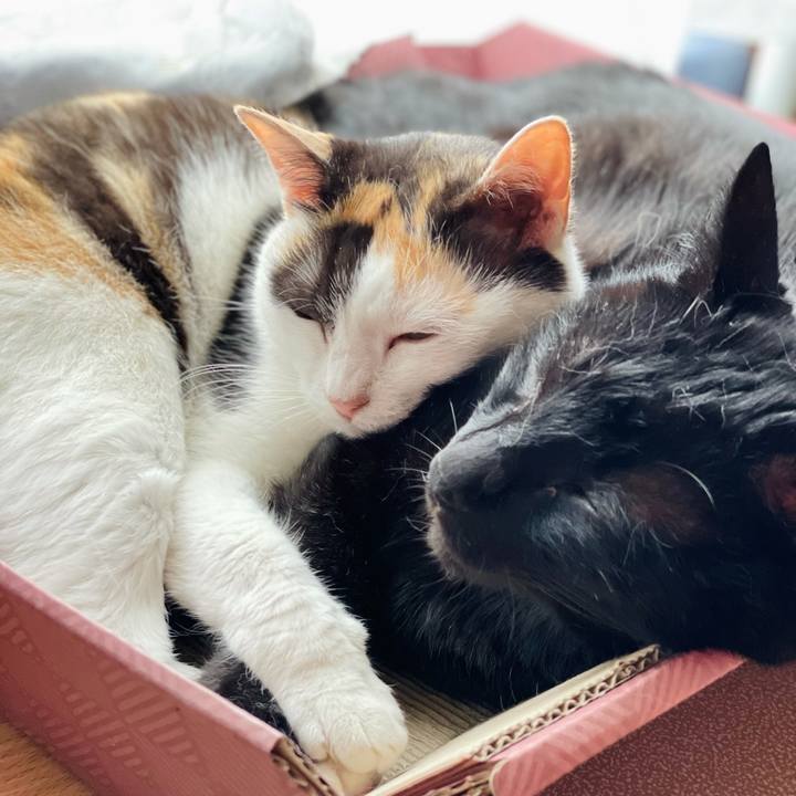 B625f7ba 90e4 4da6 81e7 ce7f77172bce 1626316323737