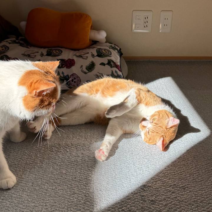 B6263b00 c6ad 441f 9aee 9d4eb7410974 1762260343839