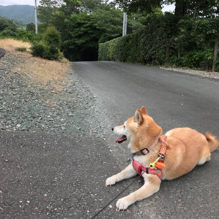 B6295b89 0e47 4a88 9205 95d743f4fa84 1529019630210