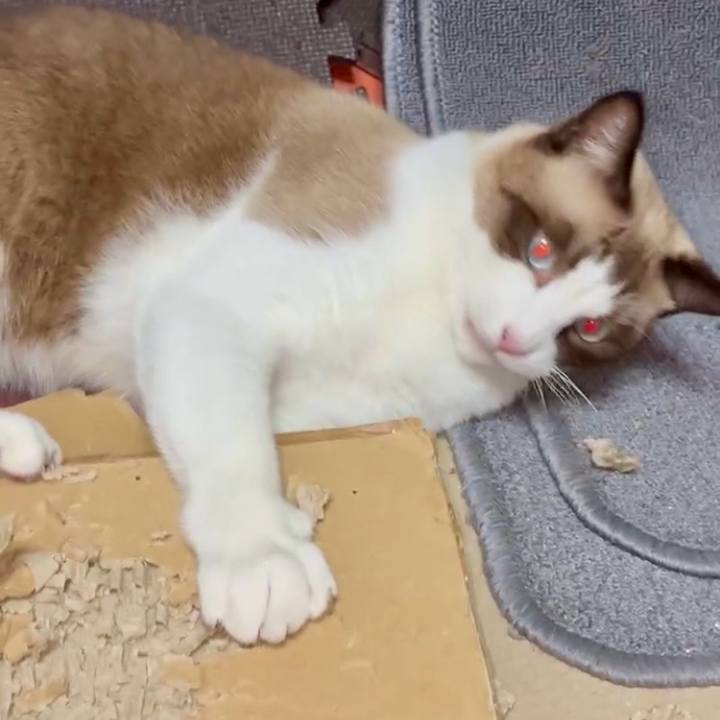 B629cf38 78fb 43b0 84f1 3985154451b6 1760742031174