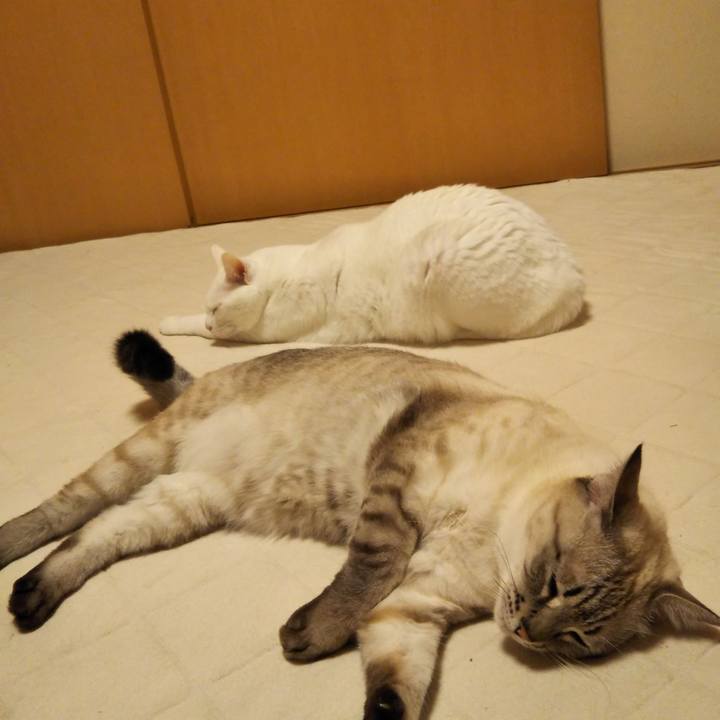 B62a458a a2bd 4f08 a3ee 5e06fc786607 1544528945153