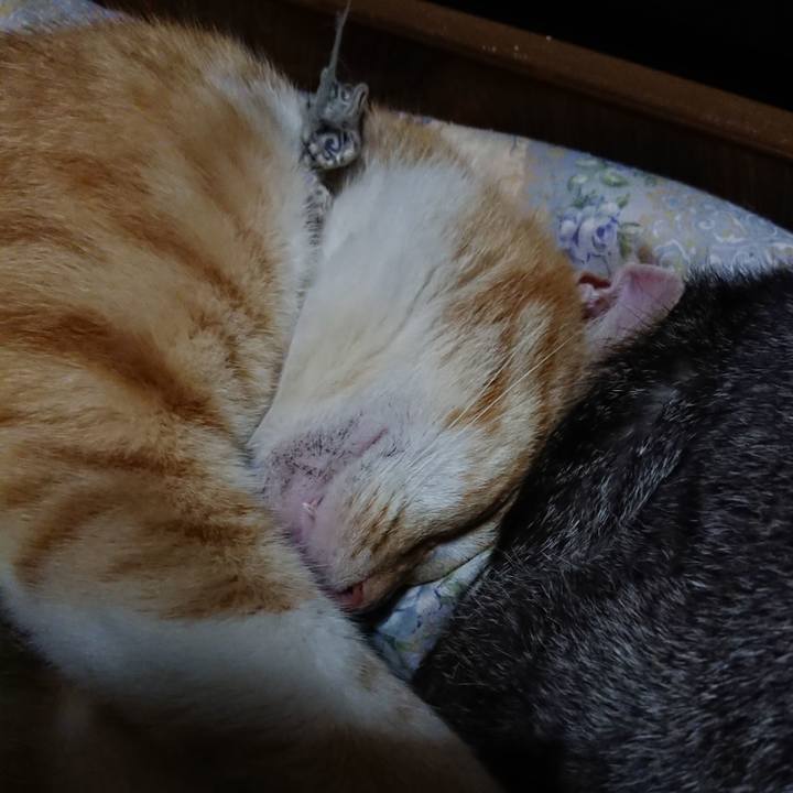 B62a55a2 2977 4de3 9808 86cbb6e99fe8 1590494932975