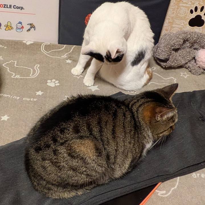 B62d9ebd 4d7a 4b90 ab4e d6ae2a303317 1739969152965