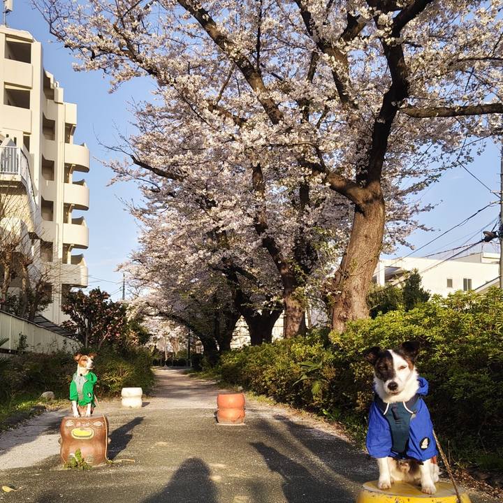 B62f08d7 94a5 4a51 970d 672dd1859435 1743887720038