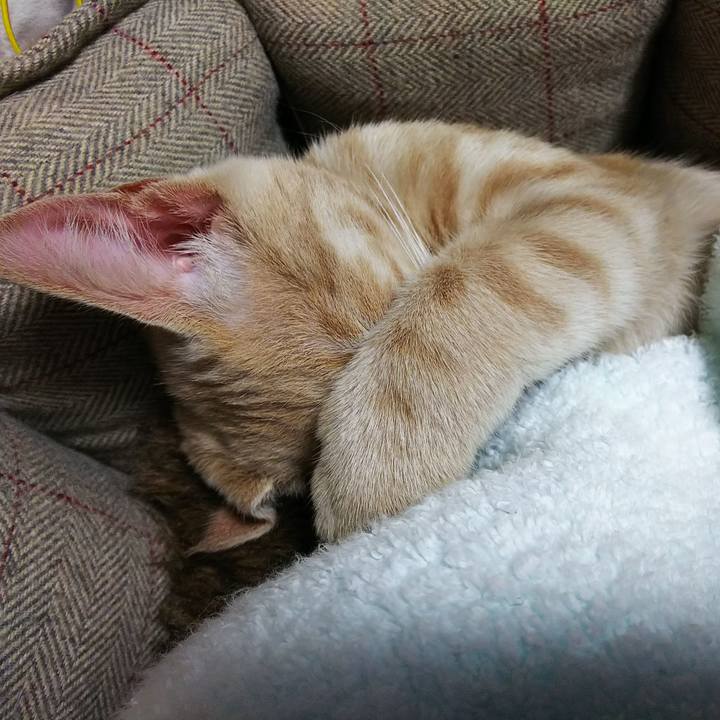 B62f14da a54c 4b08 8056 d5dc0372c087 1541921136057