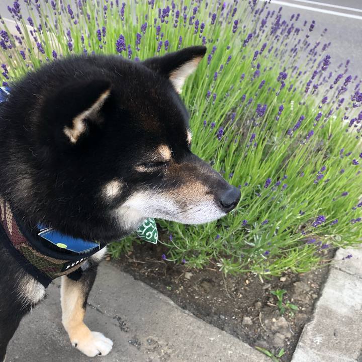 B638781d c2ea 4ff7 a1eb 2424559c2c95 1529618207664