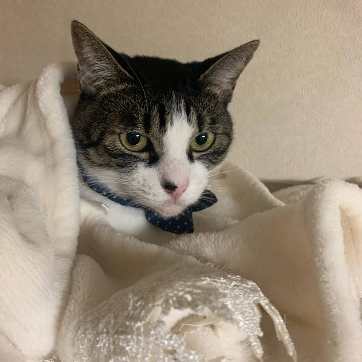 B639c256 8d2d 4e49 88c9 7440fa1926bb 1572010986150