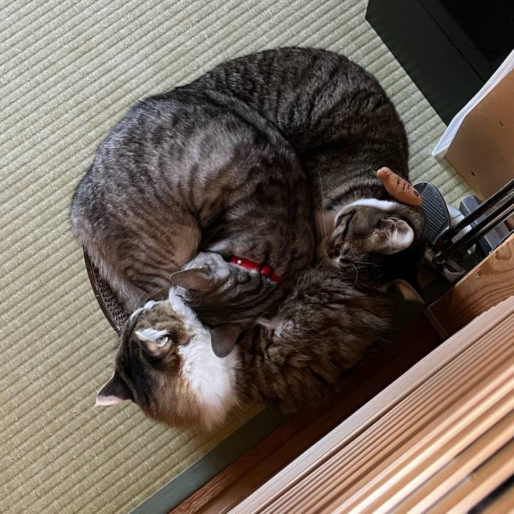 B63c15b9 35f9 45a1 8650 b2f4e9f6bfe1 1763968020621