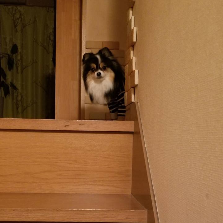 B63c529d dbea 4bec 8124 91644238a7da 1547722135522