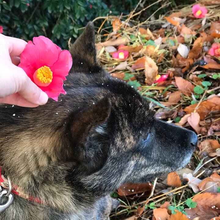 B63c6f5a 405b 456a ae85 b2215fa551b6 1544309537515