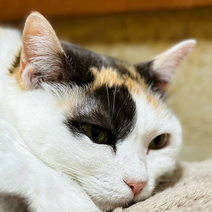 B63dd7cb ea6a 40af 9776 ae7fe02b5287 1717815992196