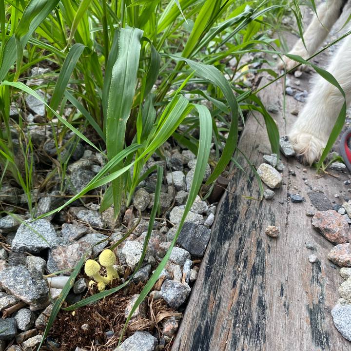 B64a8951 4bd4 49d2 91e2 4d4323ef5508 1594255952388